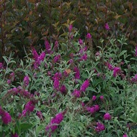 'Flutterby Petite' Butterfly Bush - Click Image to Close